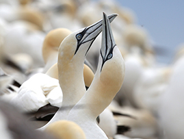 Image of Scottish Seabird Centre